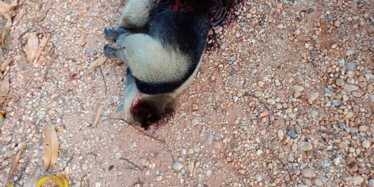 Masacran a oso hormiguero en Palizada; crimen ecológico desata indignación