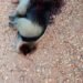 Masacran a oso hormiguero en Palizada; crimen ecológico desata indignación