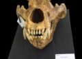 ¿Qué comía el oso de las cavernas? La ciencia mexicana busca resolver el misterio