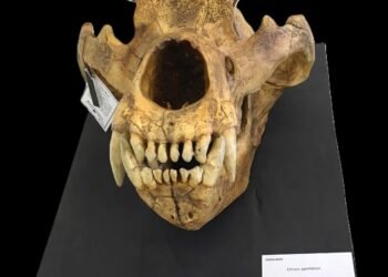 ¿Qué comía el oso de las cavernas? La ciencia mexicana busca resolver el misterio