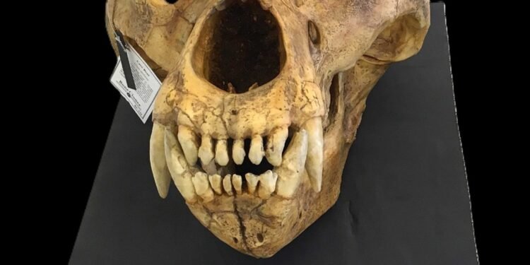 ¿Qué comía el oso de las cavernas? La ciencia mexicana busca resolver el misterio