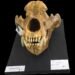 ¿Qué comía el oso de las cavernas? La ciencia mexicana busca resolver el misterio