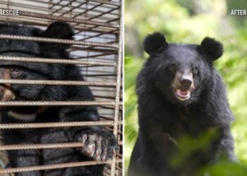 Así fue el rescate histórico que cambió el destino de 27 osos luna en Asia