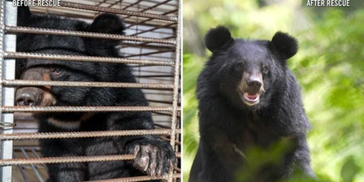 Así fue el rescate histórico que cambió el destino de 27 osos luna en Asia