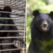 Así fue el rescate histórico que cambió el destino de 27 osos luna en Asia