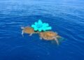 Siguen pescando sin pescadores: el peligro de las redes fantasma que casi mata a tres tortugas