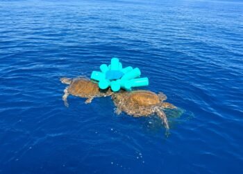 Siguen pescando sin pescadores: el peligro de las redes fantasma que casi mata a tres tortugas