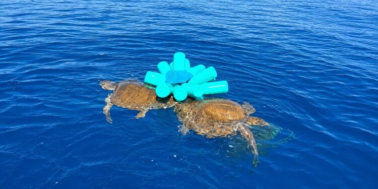 Siguen pescando sin pescadores: el peligro de las redes fantasma que casi mata a tres tortugas