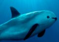 ¿Quiénes vigilan a la vaquita marina? Ocho jóvenes se preparan para protegerla