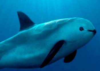 ¿Quiénes vigilan a la vaquita marina? Ocho jóvenes se preparan para protegerla