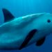 ¿Quiénes vigilan a la vaquita marina? Ocho jóvenes se preparan para protegerla