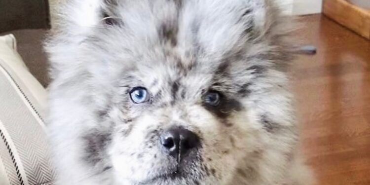 Antes de adquirir una mascota, revisa: este caso puso el foco en las ventas digitales