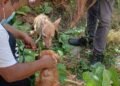 ¿Habrá justicia para “Wera”? Exigen investigar presunto maltrato animal