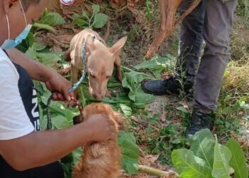 ¿Habrá justicia para “Wera”? Exigen investigar presunto maltrato animal