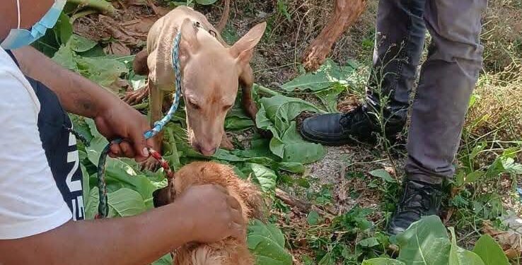 ¿Habrá justicia para “Wera”? Exigen investigar presunto maltrato animal