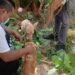 ¿Habrá justicia para “Wera”? Exigen investigar presunto maltrato animal