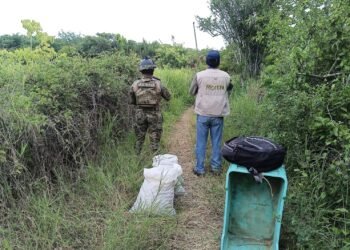 Saquean huevos de tortuga en playa Escobilla; Marina y Profepa intervienen