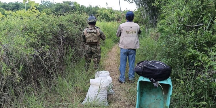 Saquean huevos de tortuga en playa Escobilla; Marina y Profepa intervienen