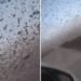Nube de langostas oscurece el cielo de Rusia y devora cultivos en Daguestán
