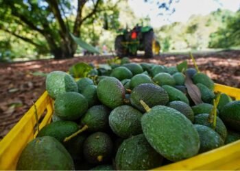 Más vigilancia en Michoacán: México busca reabrir mercado del aguacate