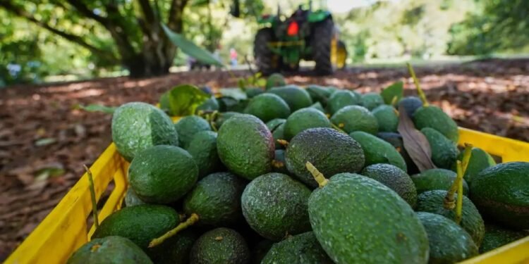 Más vigilancia en Michoacán: México busca reabrir mercado del aguacate