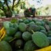 Más vigilancia en Michoacán: México busca reabrir mercado del aguacate