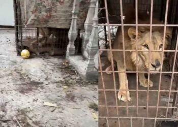 Fuera de su hábitat y abandonado: rescatan a un león africano en Matamoros