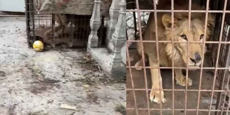 Fuera de su hábitat y abandonado: rescatan a un león africano en Matamoros