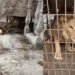 Fuera de su hábitat y abandonado: rescatan a un león africano en Matamoros