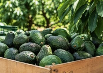 Suspensión de actividades de EU en Michoacán ya impacta las exportaciones de aguacate mexicano