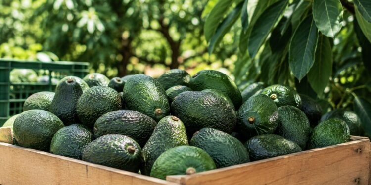 Suspensión de actividades de EU en Michoacán ya impacta las exportaciones de aguacate mexicano