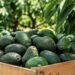 Suspensión de actividades de EU en Michoacán ya impacta las exportaciones de aguacate mexicano