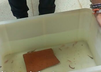 ¡29 ajolotes mexicanos bajo resguardo! Detectan presunta venta ilegal en España