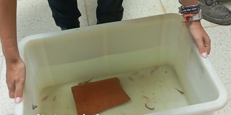 ¡29 ajolotes mexicanos bajo resguardo! Detectan presunta venta ilegal en España