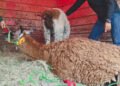 ¿Tú qué harías si encuentras una llama en Zacatecas? Profepa interviene