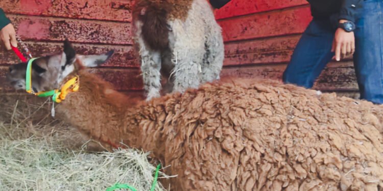¿Tú qué harías si encuentras una llama en Zacatecas? Profepa interviene