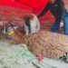 ¿Tú qué harías si encuentras una llama en Zacatecas? Profepa interviene