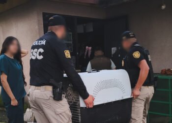 ¿Qué pasó con la tigresa rescatada? Profepa la traslada a centro especializado