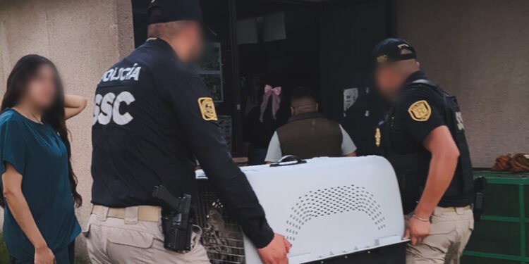 ¿Qué pasó con la tigresa rescatada? Profepa la traslada a centro especializado