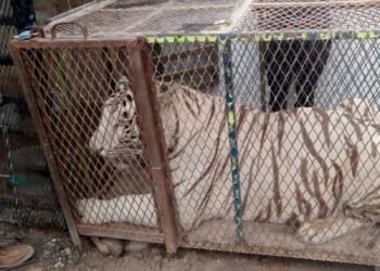 No era un zoológico: cateo descubre un tigre de 250 kilos en un autolavado