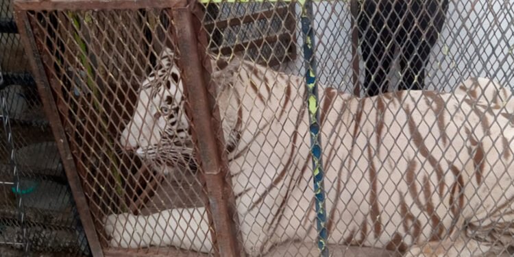 No era un zoológico: cateo descubre un tigre de 250 kilos en un autolavado