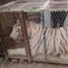 No era un zoológico: cateo descubre un tigre de 250 kilos en un autolavado