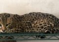 Jaguares y hienas bajo custodia: Profepa identifica más de 130 animales en Tamaulipas
