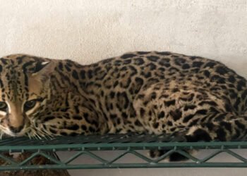 Jaguares y hienas bajo custodia: Profepa identifica más de 130 animales en Tamaulipas