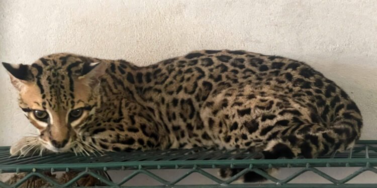 Jaguares y hienas bajo custodia: Profepa identifica más de 130 animales en Tamaulipas
