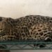 Jaguares y hienas bajo custodia: Profepa identifica más de 130 animales en Tamaulipas