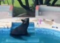 Fiesta recibe a un visitante inesperado: oso negro busca alivio ante el intenso calor