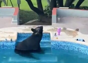 Fiesta recibe a un visitante inesperado: oso negro busca alivio ante el intenso calor
