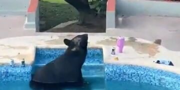 Fiesta recibe a un visitante inesperado: oso negro busca alivio ante el intenso calor
