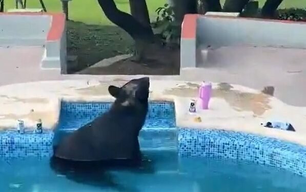 Fiesta recibe a un visitante inesperado: oso negro busca alivio ante el intenso calor